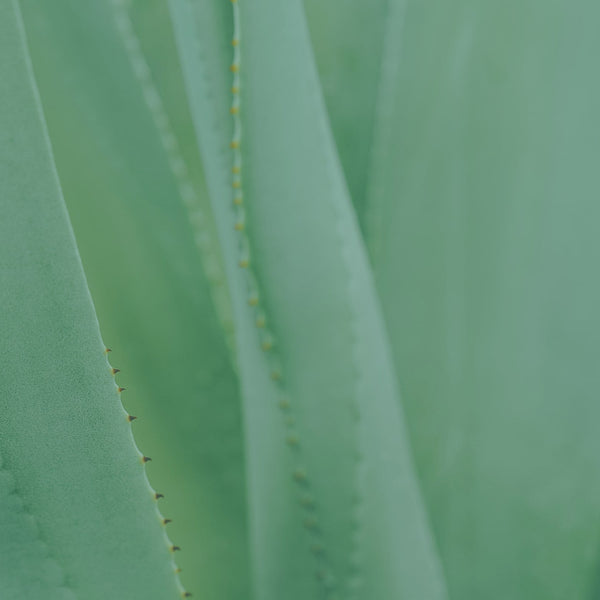 Aloe vera Hautpflegeprodukte | APRICOT Beauty