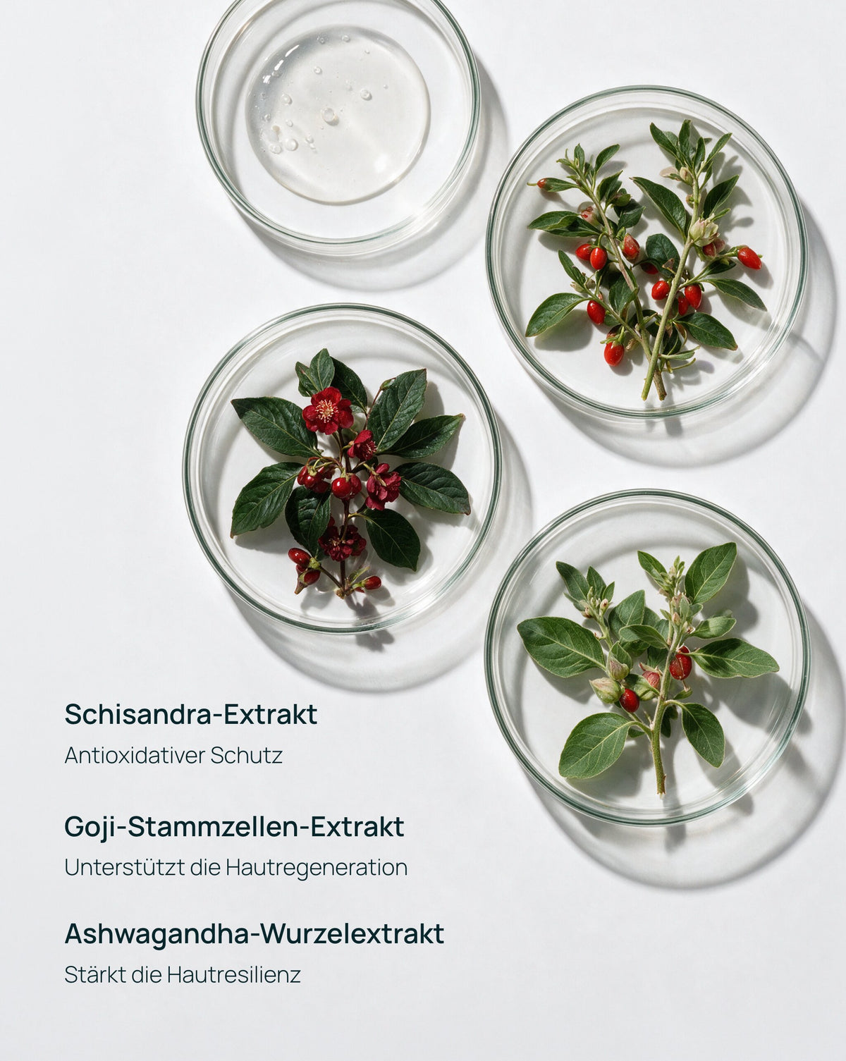 Exosome Serum mit Goji-Exosomen und Adaptogenen – unser Longevity Serum
